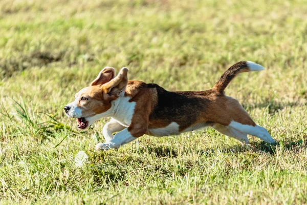 Beagle Cão Correndo Perseguindo Curso Isca Campo Verde — Fotografia de Stock