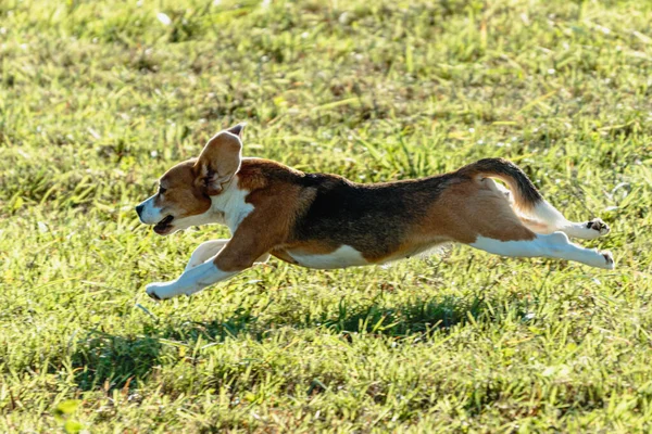 Beagle Pes Běží Honí Coursing Lákat Zelené Louce — Stock fotografie
