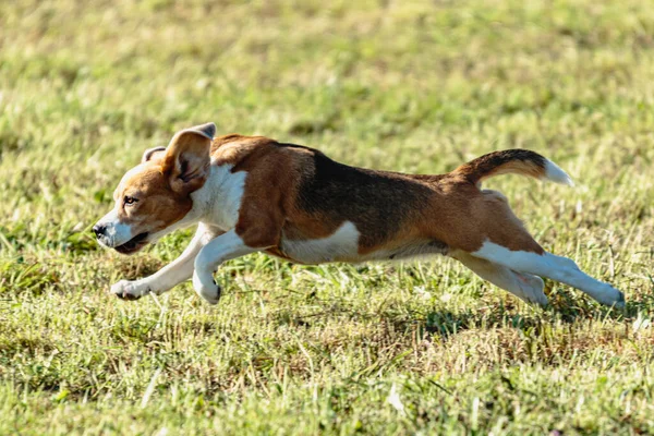 Beagle Cão Correndo Perseguindo Curso Isca Campo Verde — Fotografia de Stock