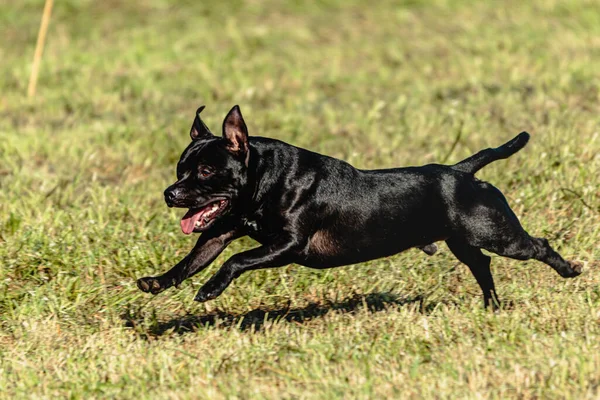 Staffordshire Tjur Terrier Flyger Ögonblick När Kör Hund Racing — Stockfoto