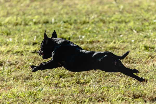 Staffordshire Tjur Terrier Flyger Ögonblick När Kör Hund Racing — Stockfoto