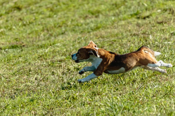 Beagle Cão Correndo Perseguindo Curso Isca Campo Verde — Fotografia de Stock