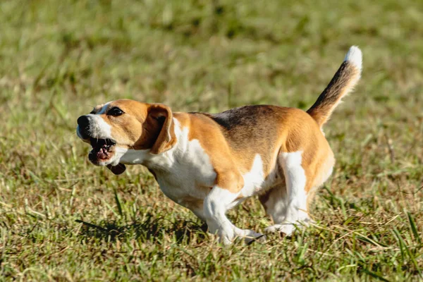 Beagle Kutya Fut Kergeti Tanfolyam Csalit Zöld Mezőn — Stock Fotó