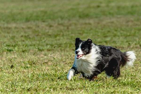Hraniční Kolie Pes Běží Honí Coursing Lákat Zelené Louce — Stock fotografie