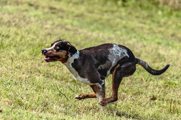 Catahoula Perro Leopardo Corriendo Persiguiendo Señuelo Curso Campo —  Fotos de Stock