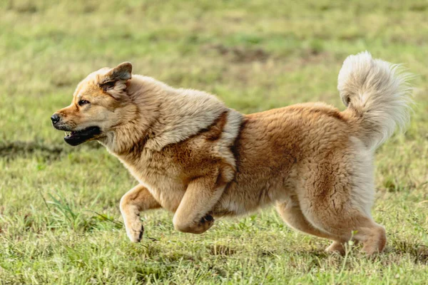 Тибетская Собака Мастиф Бегущая Преследующая Приманку Поле — стоковое фото