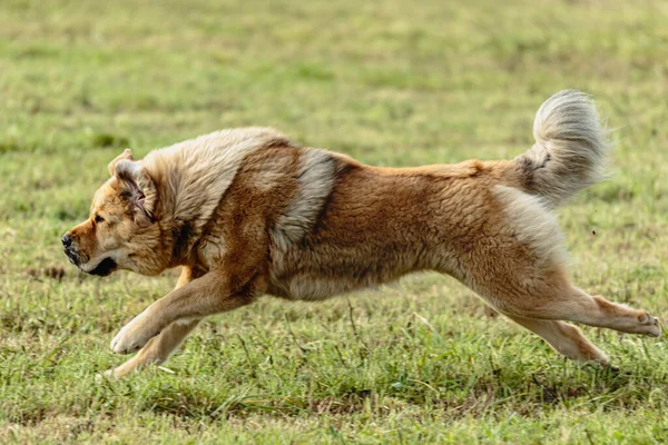 Tibetský Mastif Pes Běží Dovnitř Honí Coursing Lákat Poli — Stock fotografie