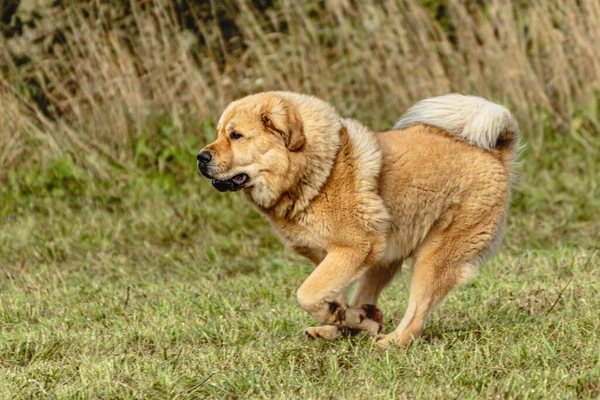 Perro Mastín Tibetano Corriendo Persiguiendo Señuelos Campo —  Fotos de Stock