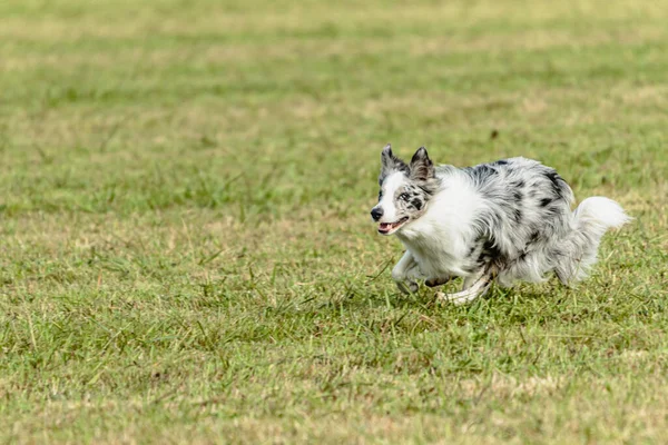 Confine Collie Cane Correre Inseguire Richiamo Corso Sul Campo Verde — Foto Stock