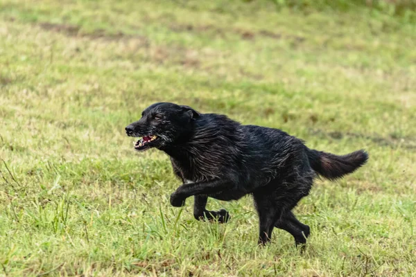 犬のランニングやグリーンフィールド上のコースリングルアーを追いかける — ストック写真