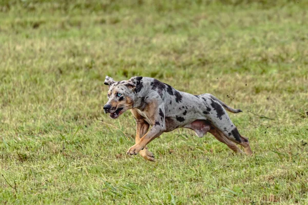 Catahoula Leopard Hund Som Springer Och Jagar Kursiv Lockelse Fältet — Stockfoto