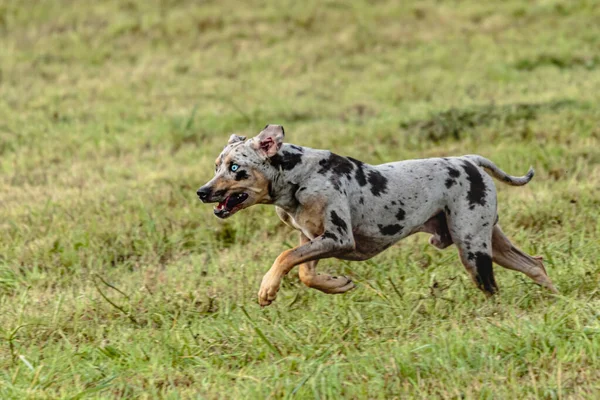 Catahoula Perro Leopardo Corriendo Persiguiendo Señuelo Curso Campo —  Fotos de Stock
