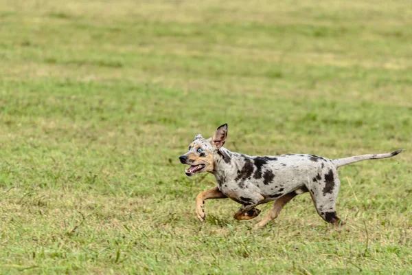 Catahoula Leopárd Kutya Rohan Kergeti Tanfolyam Csali Pályán — Stock Fotó