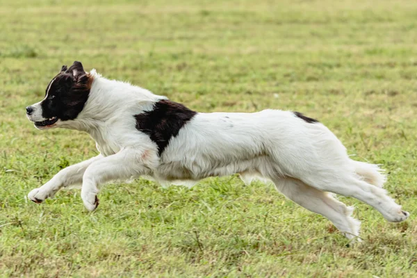 Landseer Hund Rennt Und Jagt Köder Auf Feld — Stockfoto