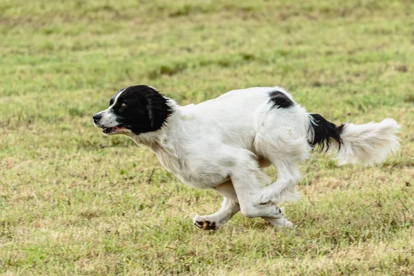 Pies Landseer Biegający Goniący Przynętę Polu — Zdjęcie stockowe