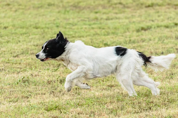 Landseer Kutya Fut Kergeti Coursing Csali Pályán — Stock Fotó