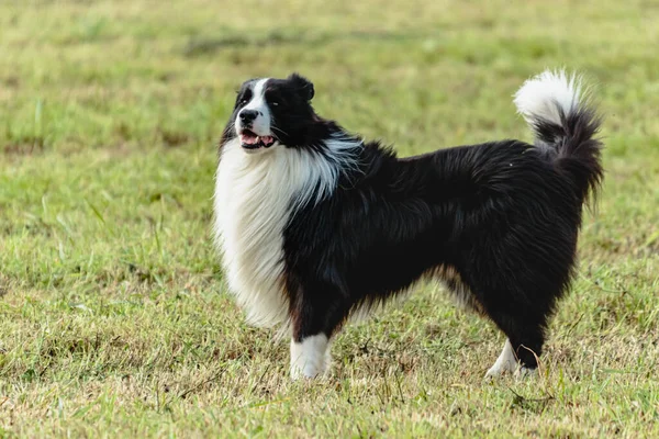 Border Collie Pies Działa Goni Przynęty Kursujące Zielonym Polu — Zdjęcie stockowe