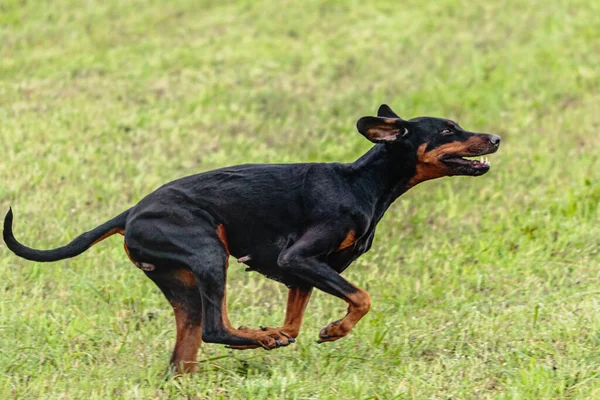 Dobermann Perro Corriendo Persiguiendo Señuelo Curso Campo Verde — Foto de Stock