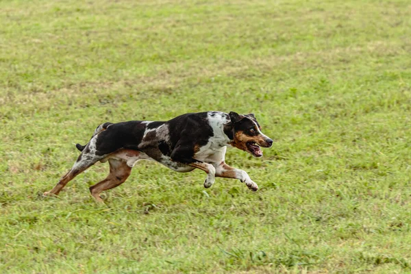 Catahoula Anjing Macan Tutul Berlari Dan Mengejar Umpan Mengalir Lapangan — Stok Foto