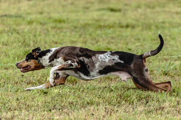 Catahoula Leopardo Cão Correndo Perseguindo Isca Curso Campo — Fotografia de Stock