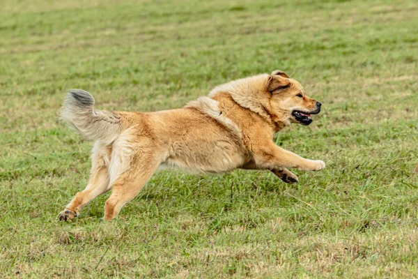 Cão Mastim Tibetano Correndo Perseguindo Atração Curso Campo — Fotografia de Stock