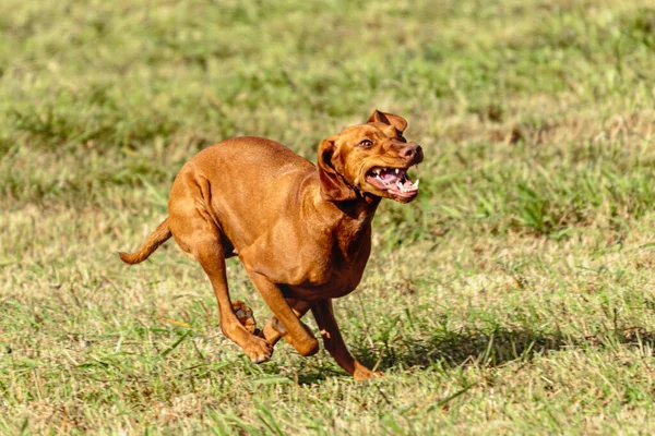 Vizsla Perro Corriendo Persiguiendo Señuelo Curso Campo Verde — Foto de Stock