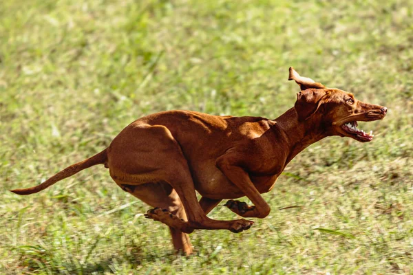 Vizsla Hund Kör Och Jagar Kursiv Lockelse Grönt Fält — Stockfoto