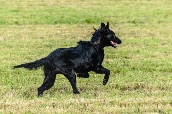 Belçika çoban köpeği koşuyor ve yeşil alanda yem peşinde koşuyor.