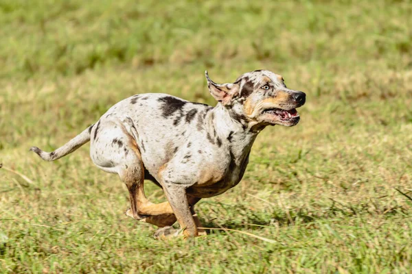 Catahoula Leopard Dog Running Chasing Coursing Lure Field — Stock Photo, Image