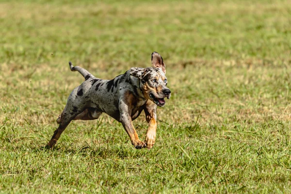 Catahoula Leopardo Cão Correndo Perseguindo Isca Curso Campo — Fotografia de Stock