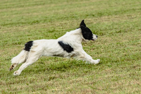 Toprak Sahibi Köpek Sahada Koşuyor Takip Ediyor — Stok fotoğraf