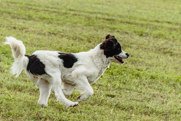 Landseer Hund Kör Och Jagar Kursiv Lockelse Fältet — Stockfoto