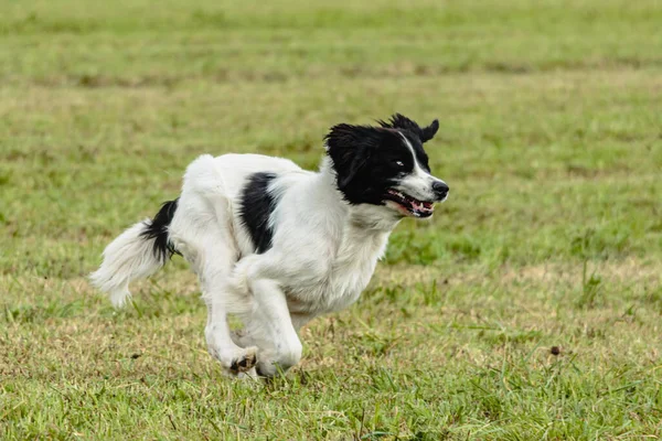 Anjing Landseer Berlari Dan Mengejar Umpan Mengalir Lapangan — Stok Foto