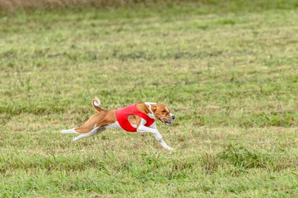 Basenji Hund Som Springer Röd Jacka Bana Grönt Fält — Stockfoto