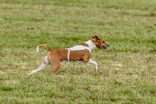 Basenji Chien Courir Veste Blanche Sur Terrain Vert Cours — Photo