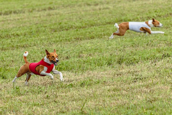 两只巴森吉犬穿着红白相间的外套在行军场奔跑 — 图库照片