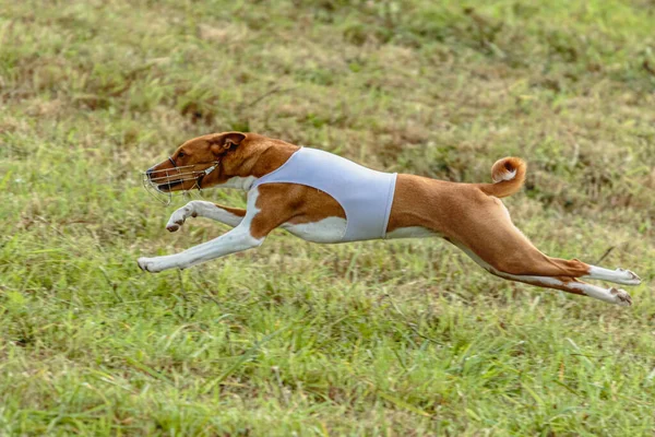 Basenji Dog Running White Jacket Coursing Green Field — Stock Photo, Image