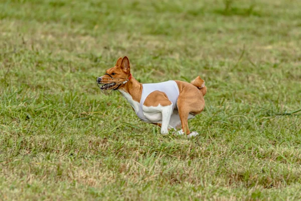 Собака Басэндзи Бегает Белой Куртке Зеленому Полю — стоковое фото
