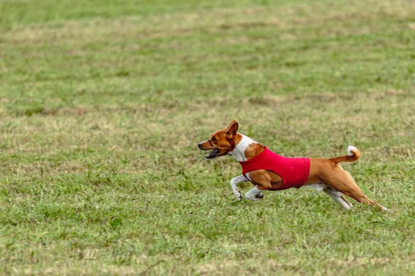 緑の野を走る赤い上着を着た弁財犬 — ストック写真