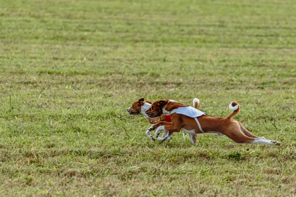 Δύο Σκυλιά Basenji Τρέχει Ένα Κόκκινο Και Άσπρο Σακάκι Στο — Φωτογραφία Αρχείου