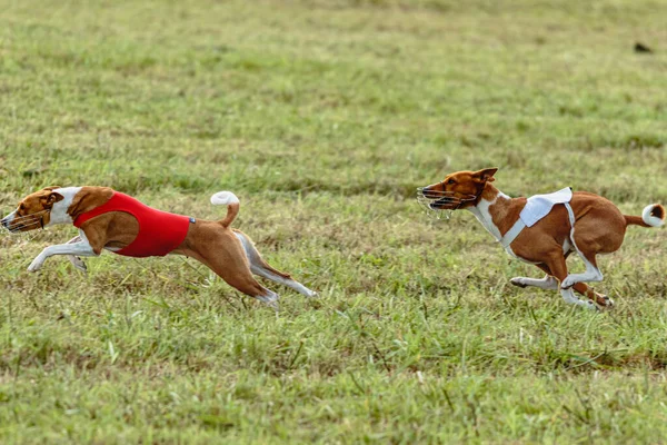 遊行場の赤と白の上着を着た二匹の弁財犬 — ストック写真