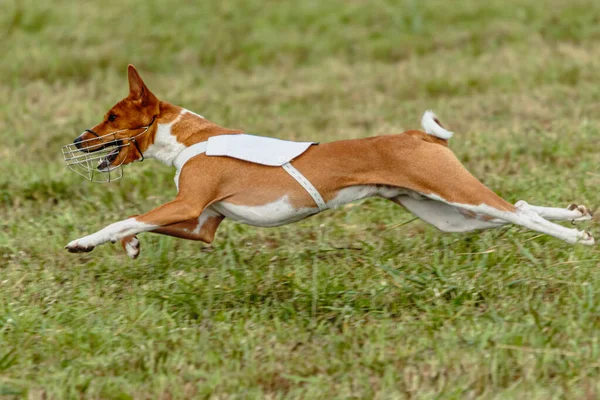 Basenji Hund Läuft Weißer Jacke Auf Der Grünen Wiese — Stockfoto