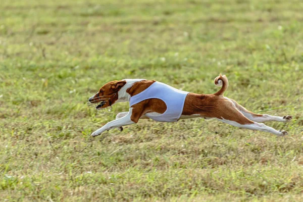 Basenji Hund Som Springer Vit Jacka Bana Grönt Fält — Stockfoto