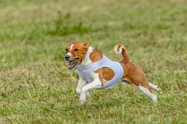 Basenji Pies Działa Białej Kurtce Boisku Zielonym — Zdjęcie stockowe