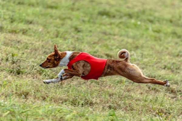 Basenji Dog Running Red Jacket Coursing Green Field — Stock Photo, Image