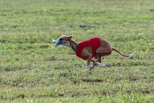 Whippet Dog Running Red Jacket Coursing Green Field — Stock Photo, Image