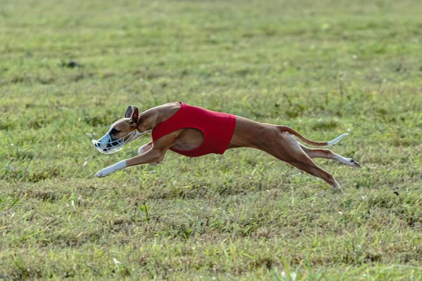 Whippet Hund Kör Röd Jacka Kursing Grönt Fält — Stockfoto