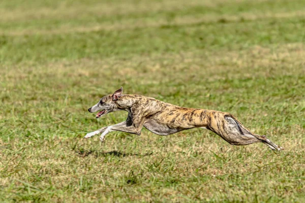 Whippet Sprinter Hond Rennen Jagen Lokaas Het Veld — Stockfoto