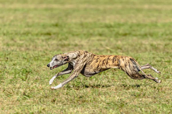 Whippet Σπρίντερ Σκυλί Τρέχει Και Κυνηγούν Δέλεαρ Στο Γήπεδο — Φωτογραφία Αρχείου