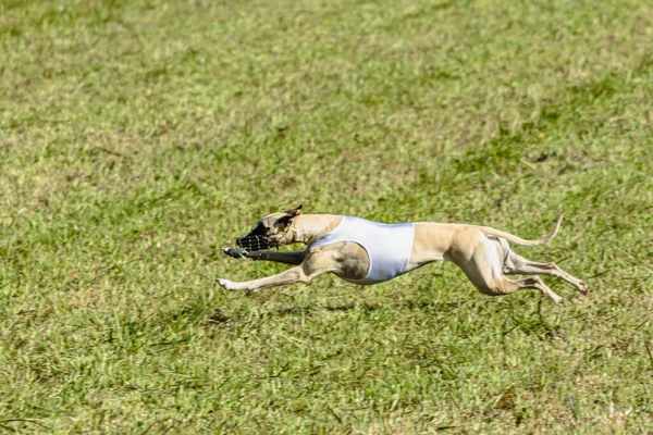 緑のフィールドに白いジャケットで実行しているWhippet犬 — ストック写真